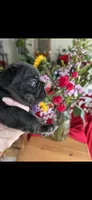 Ben fluffy carrier, a male French Bulldog for sale in Vista, CA – Photo 5 of 5