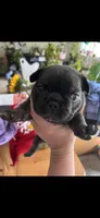 Ben fluffy carrier, a male French Bulldog for sale in Vista, CA – Photo 4 of 5
