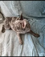 Kofun, a male French Bulldog for sale in Vista, CA – Photo 1 of 10