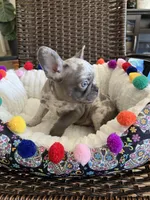 Kofun, a male French Bulldog for sale in Vista, CA – Photo 8 of 10