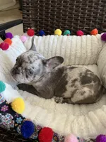 Kofun, a male French Bulldog for sale in Vista, CA – Photo 9 of 10