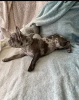 Kofun, a male French Bulldog for sale in Vista, CA – Photo 2 of 10