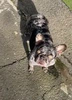 Elora, a female French Bulldog for sale in Vista, CA – Photo 6 of 7