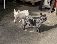 Elora, a female French Bulldog for sale in Vista, CA – Photo 5 of 7