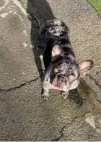 Elora, a female French Bulldog for sale in Vista, CA – Photo 2 of 7