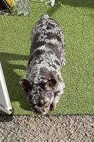 Elora, a female French Bulldog for sale in Vista, CA – Photo 4 of 7