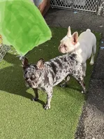 Elora, a female French Bulldog for sale in Vista, CA – Photo 7 of 7