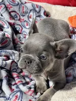 Lilac, a male French Bulldog for sale in Vista, CA – Photo 2 of 3