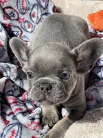 Lilac, a male French Bulldog for sale in Vista, CA – Photo 1 of 3