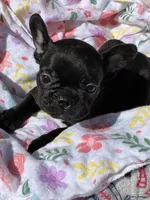 Tiny, a female French Bulldog for sale in Vista, CA – Photo 4 of 4
