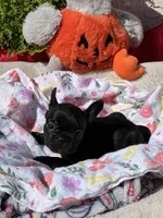 Tiny, a female French Bulldog for sale in Vista, CA – Photo 2 of 4