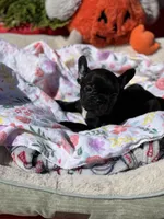 Tiny, a female French Bulldog for sale in Vista, CA – Photo 3 of 4