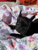 Tiny, a female French Bulldog for sale in Vista, CA – Photo 1 of 4