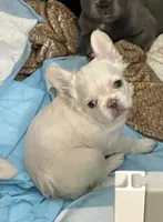 Full fluffy lilac/platinum, a female French Bulldog for sale in Vista, CA – Photo 6 of 7