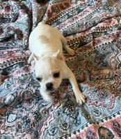 Spot, a female French Bulldog for sale in Vista, CA – Photo 3 of 4