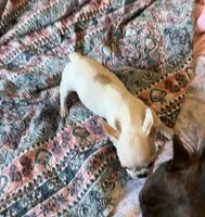 Spot, a female French Bulldog for sale in Vista, CA – Photo 4 of 4