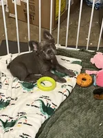 Brady lilac full fluffy, a male French Bulldog for sale in Vista, CA – Photo 4 of 6