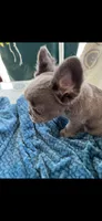 Brady lilac full fluffy, a male French Bulldog for sale in Vista, CA – Photo 6 of 6