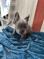 Brady lilac full fluffy, a male French Bulldog for sale in Vista, CA – Photo 5 of 6