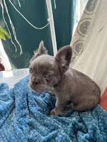 Brady lilac full fluffy, a male French Bulldog for sale in Vista, CA – Photo 3 of 6