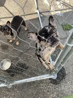 Alfonso, a male French Bulldog for sale in Vista, CA – Photo 5 of 7