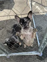 Alfonso, a male French Bulldog for sale in Vista, CA – Photo 4 of 7