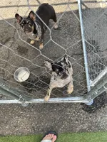 Alfonso, a male French Bulldog for sale in Vista, CA – Photo 7 of 7