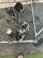 Alfonso, a male French Bulldog for sale in Vista, CA – Photo 6 of 7