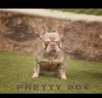 Marigold, a female French Bulldog for sale in Vista, CA – Photo 7 of 8