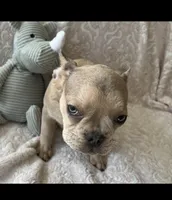 Marigold, a female French Bulldog for sale in Vista, CA – Photo 8 of 8