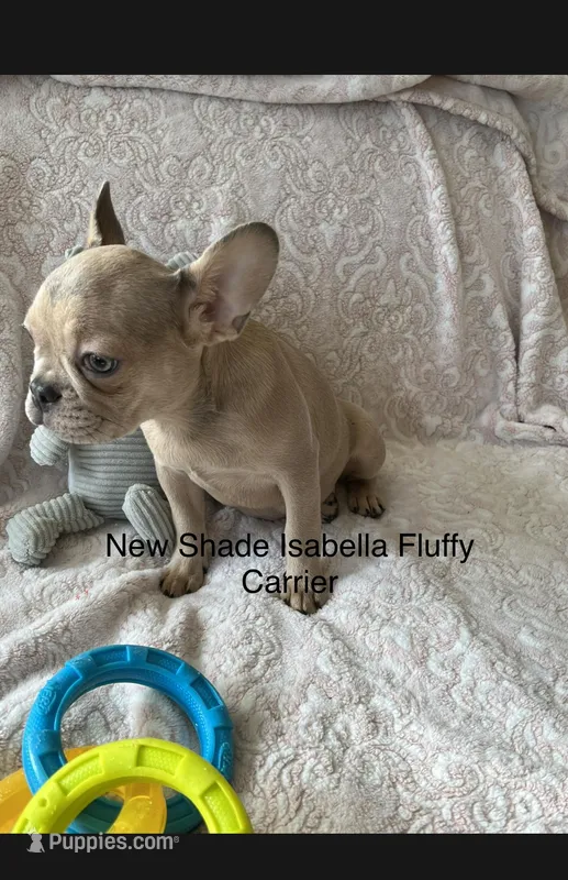 Marigold, a female French Bulldog for sale in Vista, CA – Photo 1 of 8