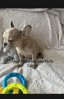 Marigold, a female French Bulldog for sale in Vista, CA – Photo 1 of 8