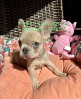 Marigold, a female French Bulldog for sale in Vista, CA – Photo 2 of 8
