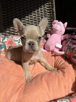 Marigold, a female French Bulldog for sale in Vista, CA – Photo 3 of 8