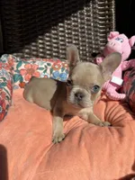 Marigold, a female French Bulldog for sale in Vista, CA – Photo 6 of 8