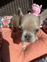 Marigold, a female French Bulldog for sale in Vista, CA – Photo 5 of 8