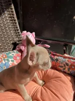 Marigold, a female French Bulldog for sale in Vista, CA – Photo 4 of 8