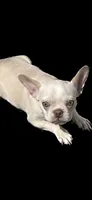 Platinum, a female French Bulldog for sale in Vista, CA – Photo 1 of 9