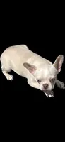 Platinum, a female French Bulldog for sale in Vista, CA – Photo 3 of 9