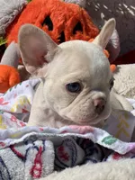 Platinum, a female French Bulldog for sale in Vista, CA – Photo 9 of 9