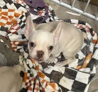 Platinum, a female French Bulldog for sale in Vista, CA – Photo 6 of 9