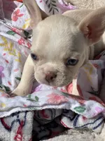 Platinum, a female French Bulldog for sale in Vista, CA – Photo 8 of 9
