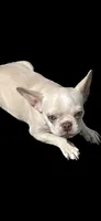 Platinum, a female French Bulldog for sale in Vista, CA – Photo 2 of 9