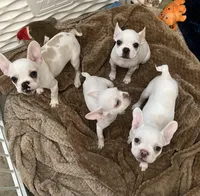 Platinum, a female French Bulldog for sale in Vista, CA – Photo 2 of 2