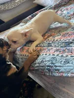 Platinum, a female French Bulldog for sale in Vista, CA – Photo 1 of 2