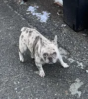 Lacy, a female French Bulldog for sale in Vista, CA – Photo 6 of 6