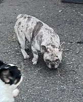 Lacy, a female French Bulldog for sale in Vista, CA – Photo 3 of 6