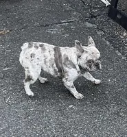 Lacy, a female French Bulldog for sale in Vista, CA – Photo 5 of 6