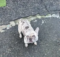 Lacy, a female French Bulldog for sale in Vista, CA – Photo 4 of 6