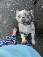 Nebula, a female French Bulldog for sale in Vista, CA – Photo 9 of 9